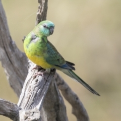Psephotus haematonotus (Red-rumped Parrot) at Holt, ACT - 30 Mar 2021 by AlisonMilton