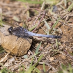 Orthetrum caledonicum (Blue Skimmer) at Holt, ACT - 30 Mar 2021 by AlisonMilton