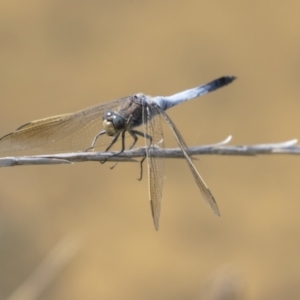 Orthetrum caledonicum at Holt, ACT - 30 Mar 2021