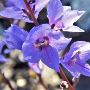 Veronica perfoliata at Booth, ACT - 27 Apr 2021