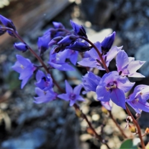 Veronica perfoliata at Booth, ACT - 27 Apr 2021