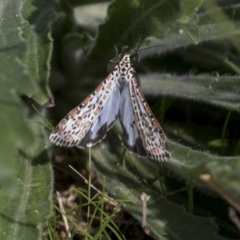 Utetheisa pulchelloides (Heliotrope Moth) at Holt, ACT - 30 Mar 2021 by AlisonMilton