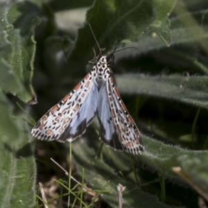 Utetheisa pulchelloides at Holt, ACT - 30 Mar 2021 12:36 PM