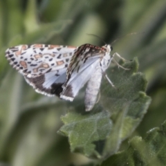 Utetheisa pulchelloides at Holt, ACT - 30 Mar 2021 12:36 PM