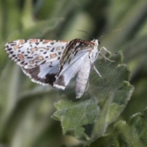 Utetheisa pulchelloides at Holt, ACT - 30 Mar 2021 12:36 PM