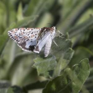 Utetheisa pulchelloides at Holt, ACT - 30 Mar 2021