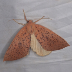Plesanemma fucata (Lemon Gum Moth) at QPRC LGA - 16 Apr 2021 by ibaird