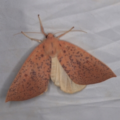 Plesanemma fucata (Lemon Gum Moth) at Wyanbene, NSW - 16 Apr 2021 by ibaird