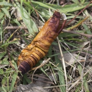 Hepialidae (family) at Holt, ACT - 30 Mar 2021