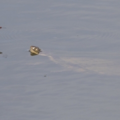 Chelodina longicollis (Eastern Long-necked Turtle) at Holt, ACT - 30 Mar 2021 by AlisonMilton