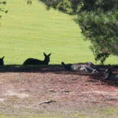 Macropus giganteus (Eastern Grey Kangaroo) at Albury Golf Course - 27 Apr 2021 by PaulF