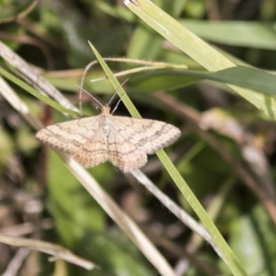 Scopula rubraria (Reddish Wave, Plantain Moth) at Holt, ACT - 30 Mar 2021 by AlisonMilton