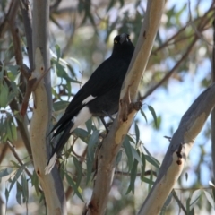 Strepera graculina (Pied Currawong) at Albury Golf Course - 27 Apr 2021 by PaulF