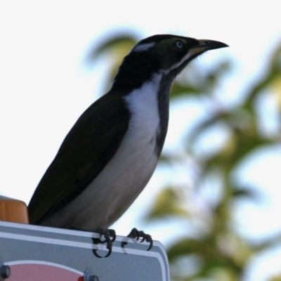 Entomyzon cyanotis (Blue-faced Honeyeater) at Albury, NSW - 27 Apr 2021 by PaulF