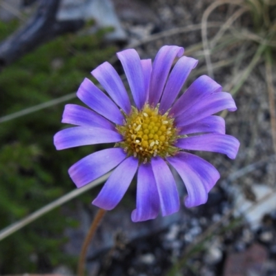 Calotis scabiosifolia var. integrifolia (Rough Burr-daisy) at Booth, ACT - 27 Apr 2021 by JohnBundock