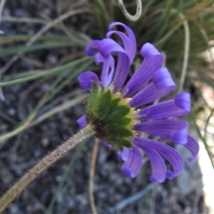 Calotis scabiosifolia var. integrifolia at Booth, ACT - 27 Apr 2021