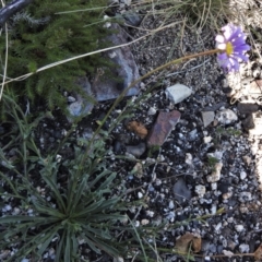 Calotis scabiosifolia var. integrifolia at Booth, ACT - 27 Apr 2021
