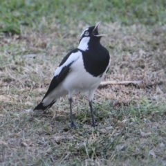 Grallina cyanoleuca (Magpie-lark) at North Albury, NSW - 27 Apr 2021 by PaulF