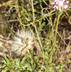 Vittadinia cuneata var. cuneata (Fuzzy New Holland Daisy) at Cook, ACT - 25 Apr 2021 by drakes