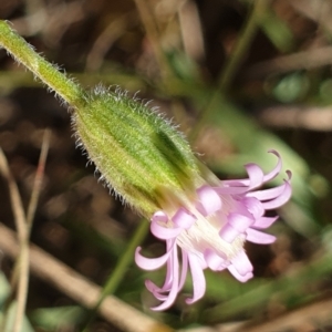 Vittadinia cuneata var. cuneata at Cook, ACT - 25 Apr 2021