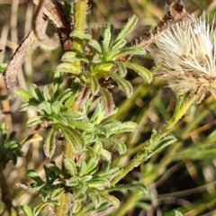 Vittadinia cuneata var. cuneata at Cook, ACT - 25 Apr 2021