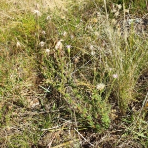 Vittadinia cuneata var. cuneata at Cook, ACT - 25 Apr 2021