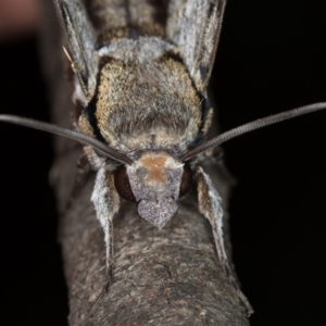 Psilogramma casuarinae at Melba, ACT - 11 Jan 2021 01:10 AM