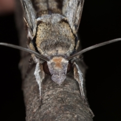 Psilogramma casuarinae (Privet Hawk Moth) at Melba, ACT - 10 Jan 2021 by Bron