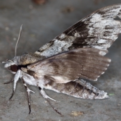 Psilogramma casuarinae at Melba, ACT - 11 Jan 2021