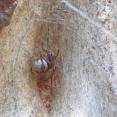 Cryptachaea veruculata (Diamondback comb-footed spider) at O'Connor, ACT - 23 Feb 2021 by ConBoekel
