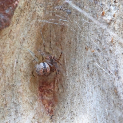 Cryptachaea veruculata (Diamondback comb-footed spider) at O'Connor, ACT - 23 Feb 2021 by ConBoekel