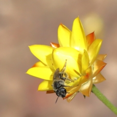 Lasioglossum (Chilalictus) sp. (genus & subgenus) (Halictid bee) at O'Connor, ACT - 23 Feb 2021 by ConBoekel