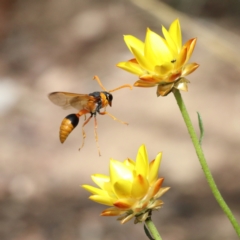 Delta bicinctum (Potter wasp) at Dryandra St Woodland - 23 Feb 2021 by ConBoekel