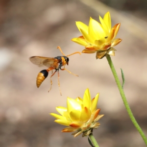 Delta bicinctum at O'Connor, ACT - 23 Feb 2021