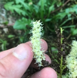 Anredera cordifolia at Hughes, ACT - suppressed