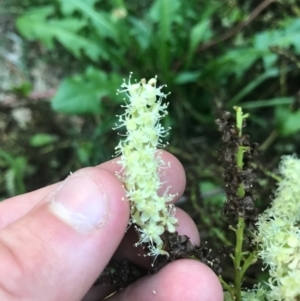 Anredera cordifolia at suppressed - 9 Apr 2021
