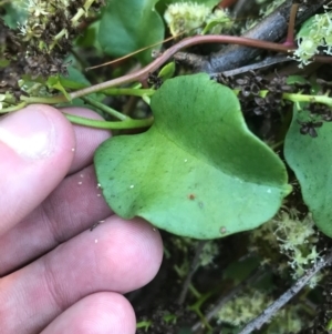 Anredera cordifolia at Hughes, ACT - suppressed