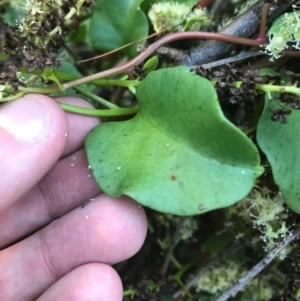 Anredera cordifolia at Hughes, ACT - 9 Apr 2021