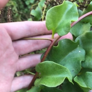 Anredera cordifolia at Hughes, ACT - suppressed