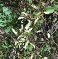 Anredera cordifolia at Hughes, ACT - suppressed