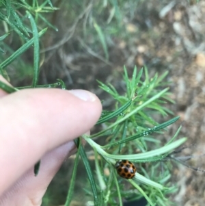 Harmonia conformis at Hughes, ACT - 9 Apr 2021