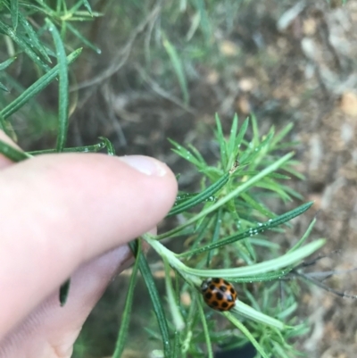 Harmonia conformis (Common Spotted Ladybird) at Red Hill to Yarralumla Creek - 9 Apr 2021 by Tapirlord