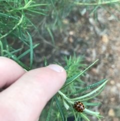 Harmonia conformis at Hughes, ACT - 9 Apr 2021 04:43 PM