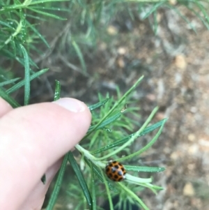 Harmonia conformis at Hughes, ACT - 9 Apr 2021