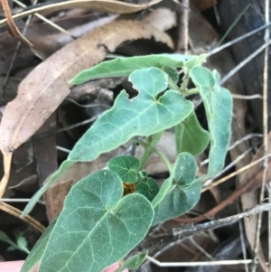 Oxypetalum coeruleum at Hughes, ACT - 9 Apr 2021