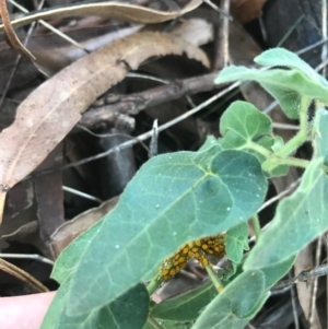 Oxypetalum coeruleum at Hughes, ACT - 9 Apr 2021