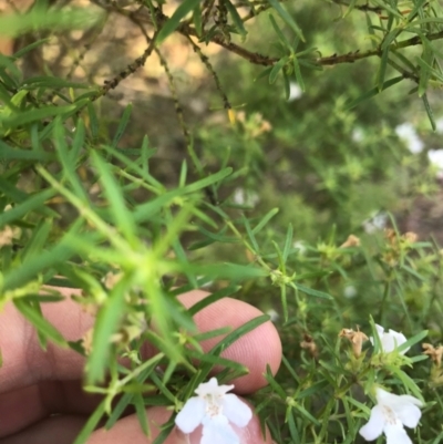 Westringia eremicola (Slender Western Rosemary) at Red Hill to Yarralumla Creek - 9 Apr 2021 by Tapirlord