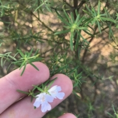 Westringia eremicola at Deakin, ACT - 9 Apr 2021