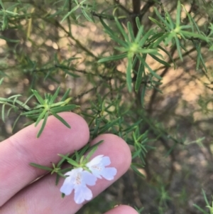 Westringia eremicola at Deakin, ACT - 9 Apr 2021 04:47 PM