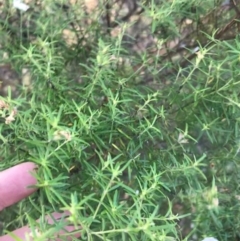 Westringia eremicola at Deakin, ACT - 9 Apr 2021 04:47 PM